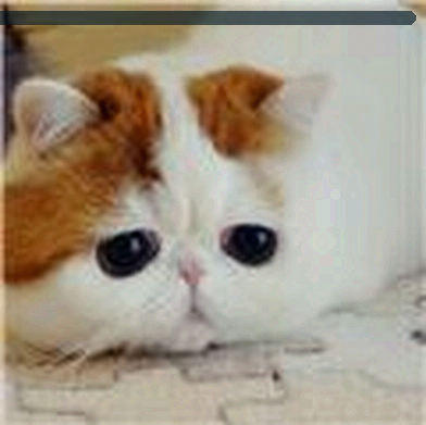 张华